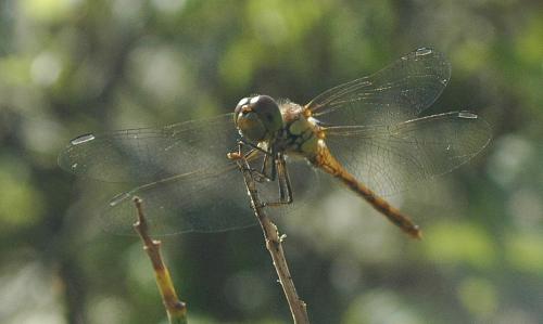 Sympetrum striolatum